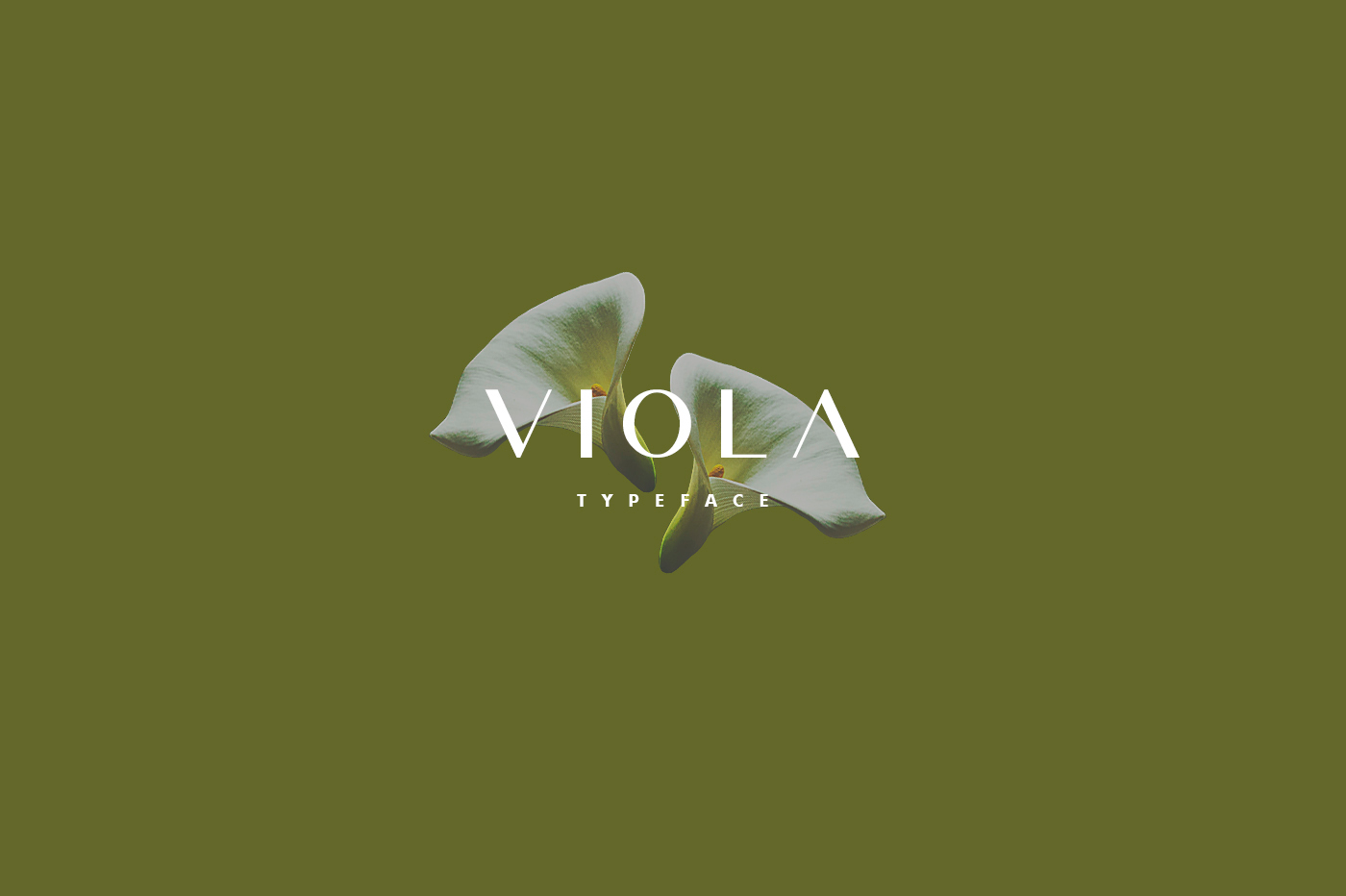 Przykład czcionki Viola